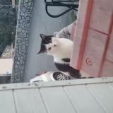 Photo de chat trouvé à Chateaubourg