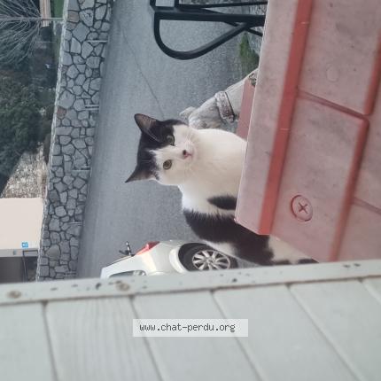 Photo 1/1 Chat trouvé Trouvé à Chateaubourg