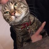 Photo de chat perdu à Urbeis