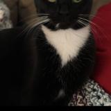 Photo de chat perdu à Longview