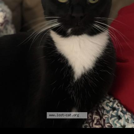 Photo 1/1 Minnie Chat perdu à Longview