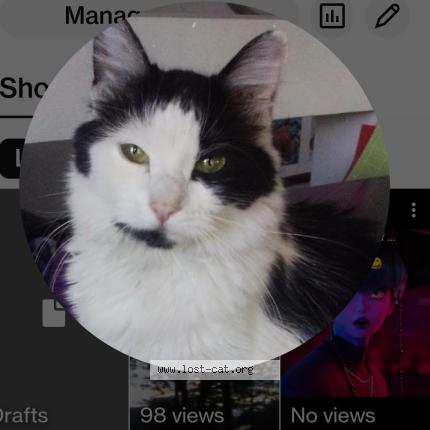 Photo 1/1 Little baby Chat perdu à Holladay