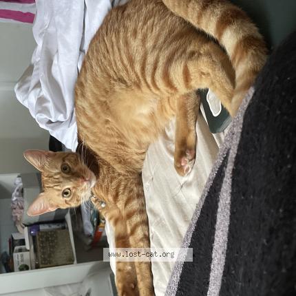 Photo 1/1 chapin Chat perdu à North lauderdale