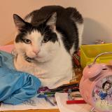 Photo de chat retrouvé à Blackburn South