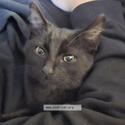 Photo 1/1 Chat trouvé Trouvé à Phoenix