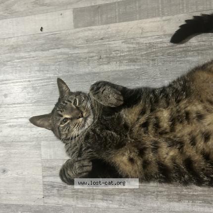 Photo 1/1 Apollo Chat perdu à Williston