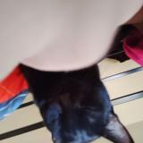 Photo de chat perdu à Las Vegas