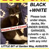 Photo de chat perdu à Augusta