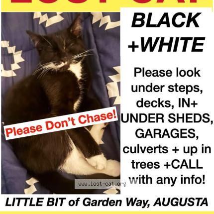 Photo 1/1 Little Bit Chat perdu à Augusta