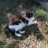 Photo de chat perdu à Montpezat