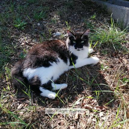 Photo 1/1 Chat retrouvé Perdu à Montpezat