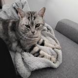 Photo de chat perdu à La Bouilladisse