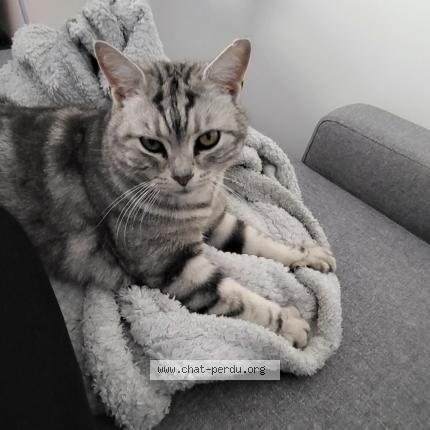 Photo 1/1 Oxo Chat perdu à La bouilladisse