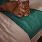 Photo de chat perdu à Erstein