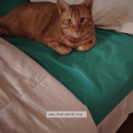 Photo 1/1 Mitsou Chat perdu à Erstein