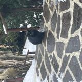 Photo de chat trouvé à Neuville Bosc