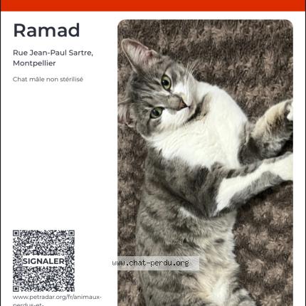 Photo 1/1 Ramad Chat perdu à Montpellier