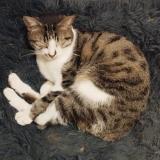 Photo de chat trouvé à Miribel