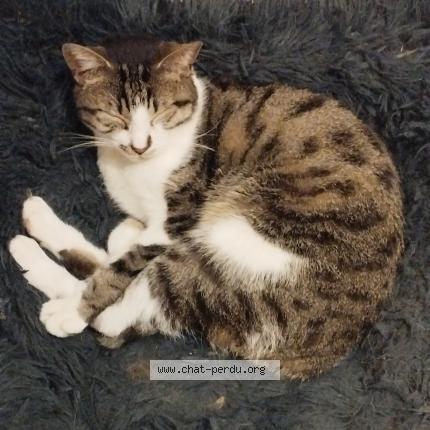 Photo 1/1 Chat trouvé Trouvé à Miribel