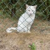 Photo de chat perdu à Ravenel