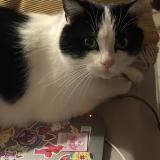 Photo de chat perdu à Aubenas