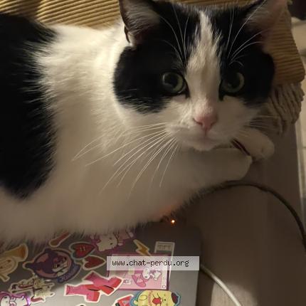 Photo 1/1 Yuki Chat perdu à Aubenas