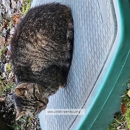 Photo 1/1 Chat trouvé Trouvé à Treignac