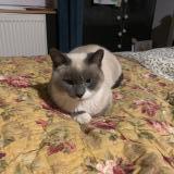 Photo de chat trouvé à Montrond Les Bains