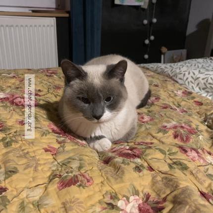 Photo 1/1 Chat retrouvé Trouvé à Montrond les bains