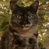 Photo de chat perdu à Montpellier