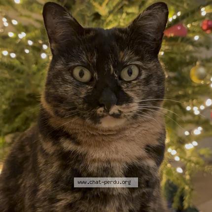 Photo 1/1 Chat retrouvé Perdu à Montpellier