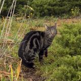 Photo de chat perdu à Saint Fons