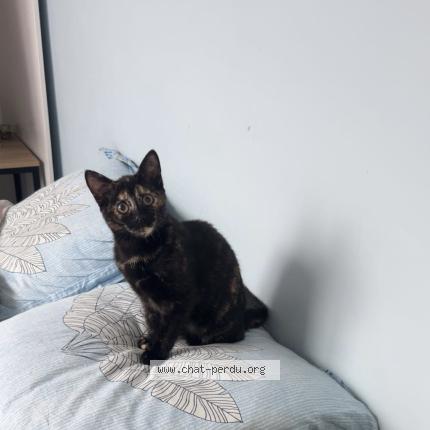 Photo 1/1 Abyss Chat perdu à Cuise la motte