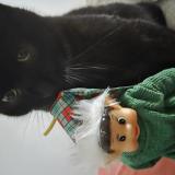 Photo de chat perdu à Ustaritz