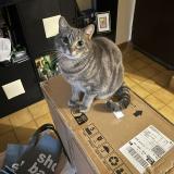 Photo de chat perdu à Bois D Arcy