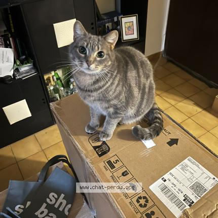 Photo 1/1 Taz Chat perdu à Bois d arcy