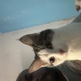 Photo de chat trouvé à Aubervilliers