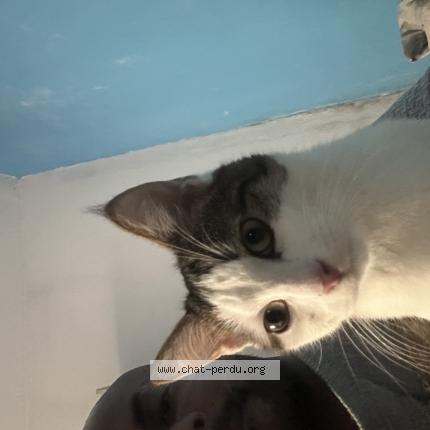 Photo 1/1 Chat trouvé Trouvé à Aubervilliers