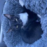 Photo de chat perdu à Saint Leons