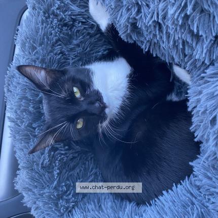 Photo 1/1 Chat retrouvé Perdu à Saint leons