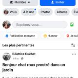 Photo de chat trouvé à Saint Michel Chef Chef