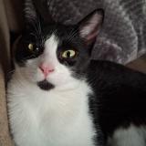 Photo de chat perdu à Serre Morlaas