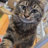 Photo de chat perdu à Le Longeron