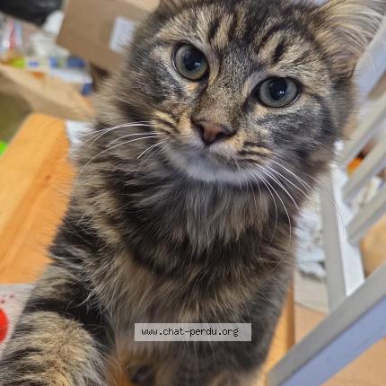 Photo 1/1 Bernie Chat perdu à Le longeron