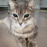 Photo de chat perdu à Maisdon Sur Sevre