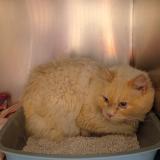 Photo de chat trouvé à Perigny