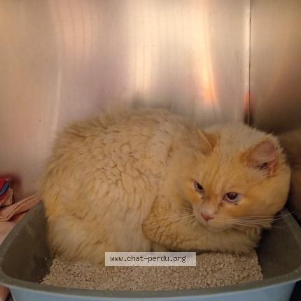 Photo 1/1 Chat trouvé Trouvé à Perigny