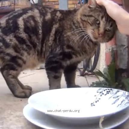 Photo 1/1 Chat retrouvé Perdu à Villeneuve saint georges