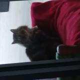 Photo de chat trouvé à Lavaur