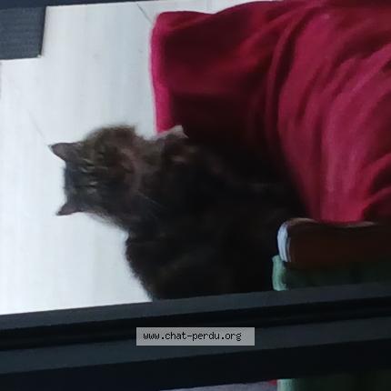 Photo 1/1 Chat trouvé Trouvé à Lavaur